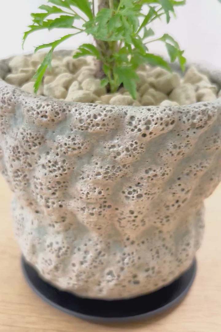 【ポリシャス フルティコーサ】APEGO推しのかわいいPOT！涼しげな雰囲気がたまらなくかわいい観葉植物です！