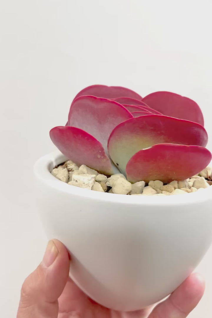 【デザートローズ】今回がラスト！次回はしばらく入荷がありません。まさに今が一番美しい時！是非ともご覧いただきたい葉色です！