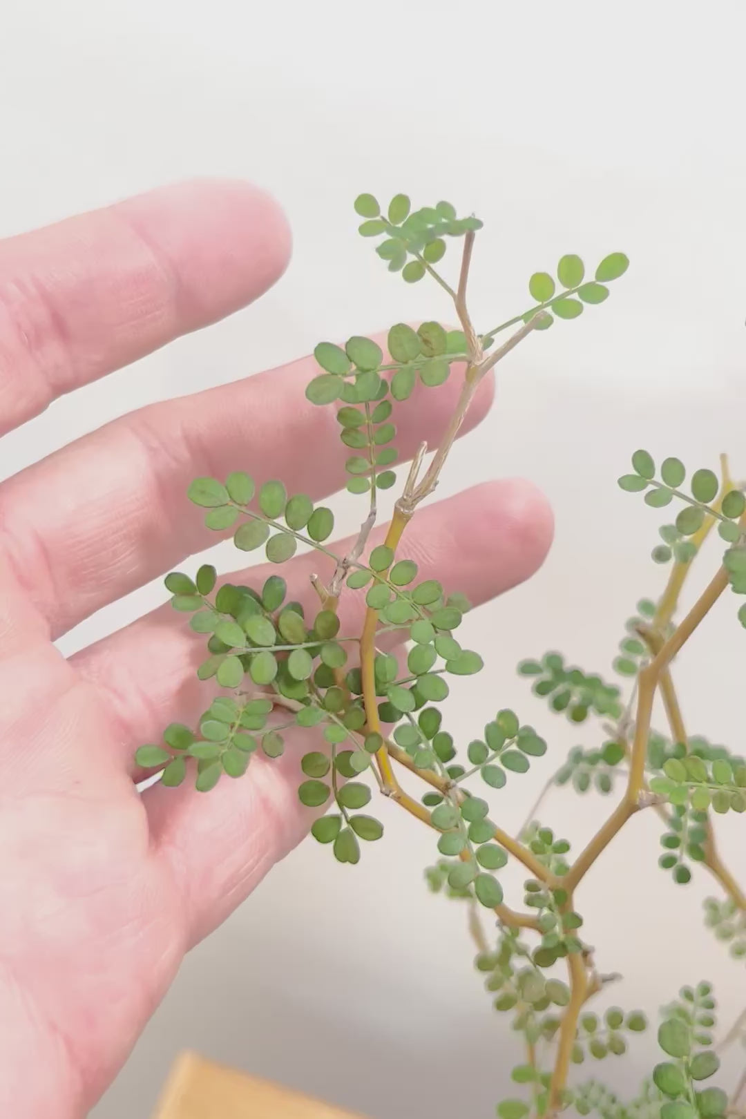 【ソフォラ リトルベイビー】スタイリッシュな樹形！ミニミニのかわいい葉っぱがかわいい!育てやすい観葉植物! 寒さに強い