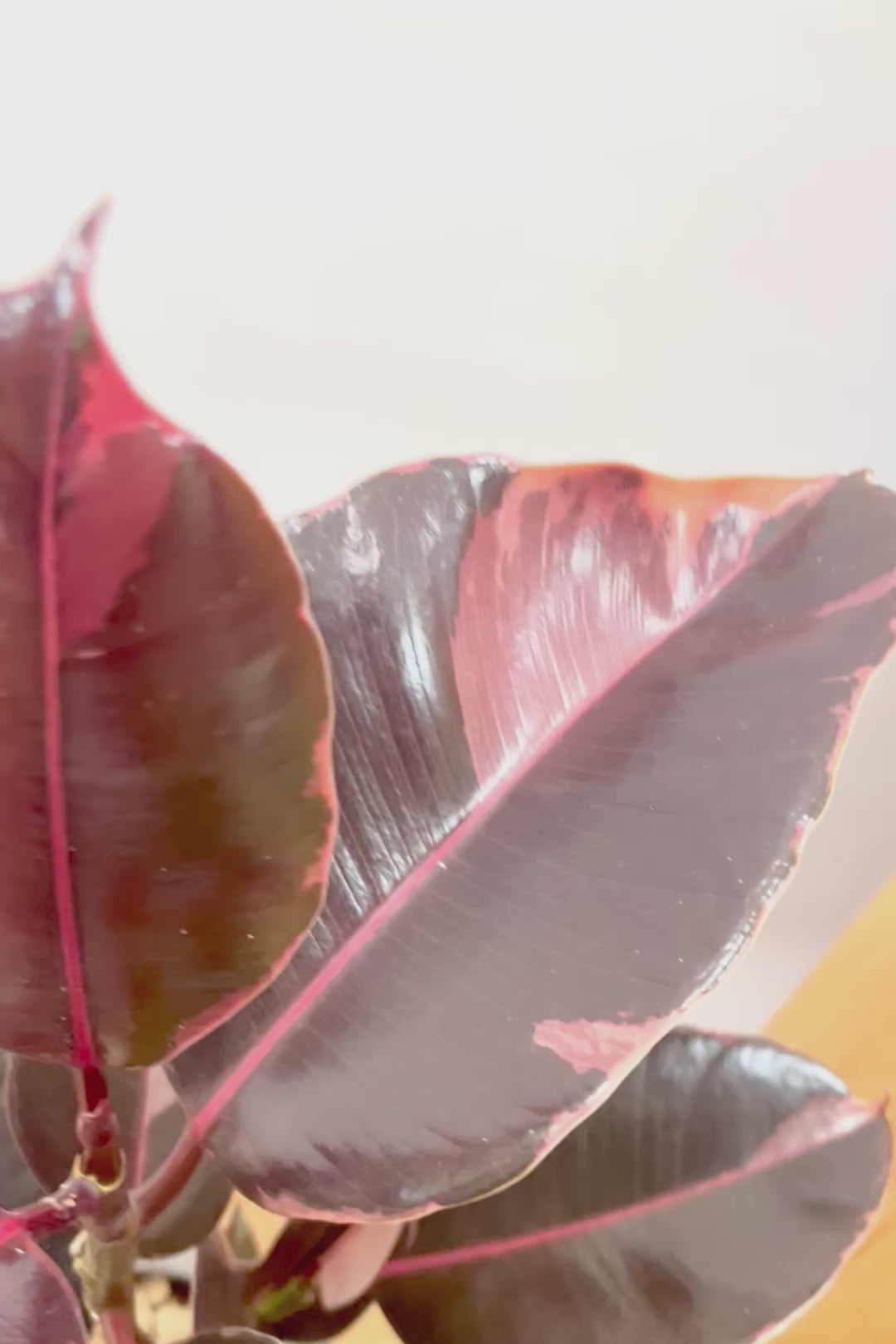 【フィカス ブルールビー】2026年ニューフェイス！とても濃い葉色が美しい！今後どのように葉色が変化していくか楽しみです！