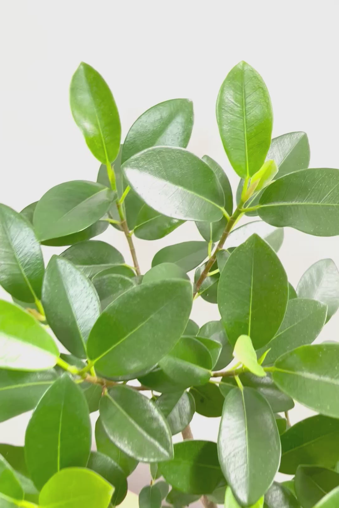 【フランスゴム】ナチュラルで雰囲気のある樹形！シンプルですがとても趣がありますよ！