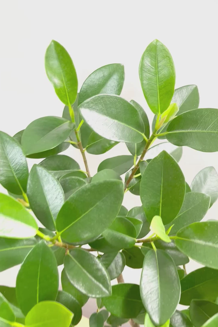 【フランスゴム】ナチュラルで雰囲気のある樹形！シンプルですがとても趣がありますよ！