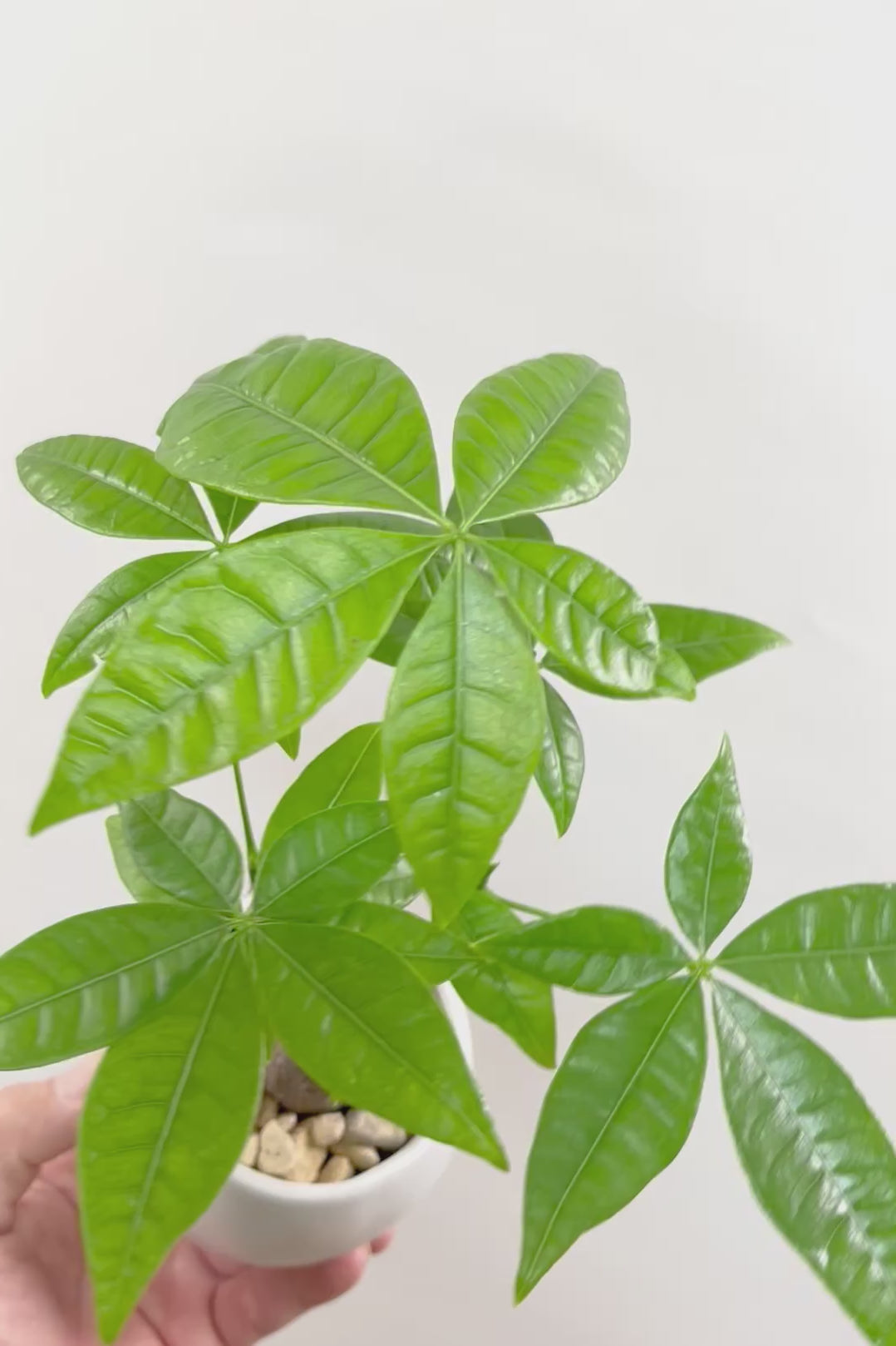 【パキラ】かわいいフォルムの幹！控えめにいっても幹のカタチがかわいいと思います！