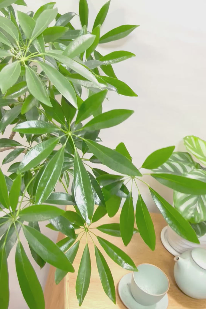 【シェフレラ コンパクタ】この樹形は良い！温暖な鹿児島県指宿市で育てられたとてもスタイリッシュで個性的な樹形です！めちゃくちゃ丈夫な品種です！