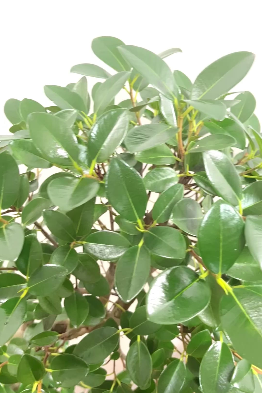 【フランスゴム】ここまで幹が太いS字樹形は最初で最後だと思います！大きいサイズをお探しの方はぜひ！