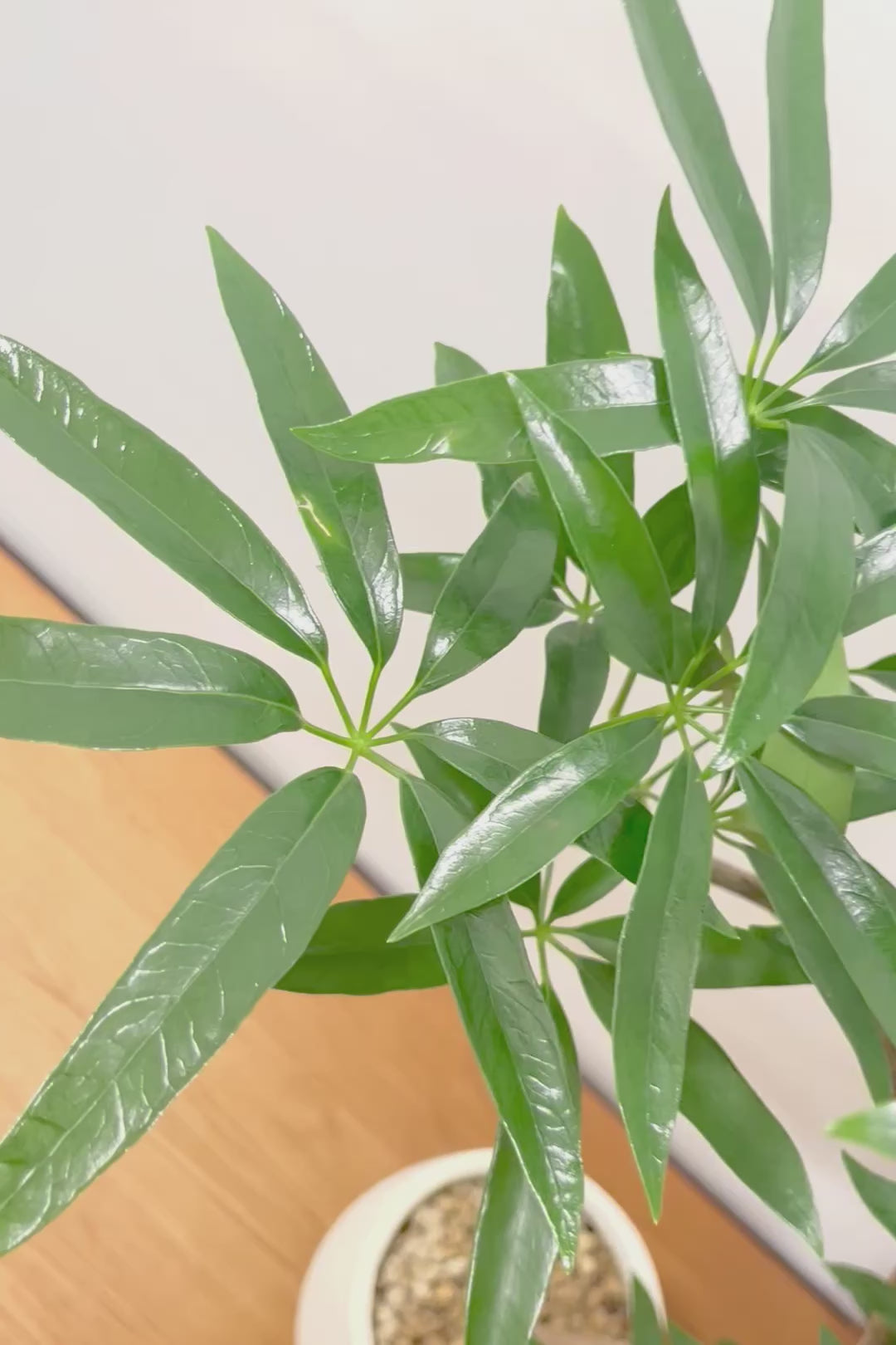 【シェフレラ アンガスティフォリア】良いボリュームのサイズ！ありそうでなかったサイズ感ですのでぜひともご検討ください！