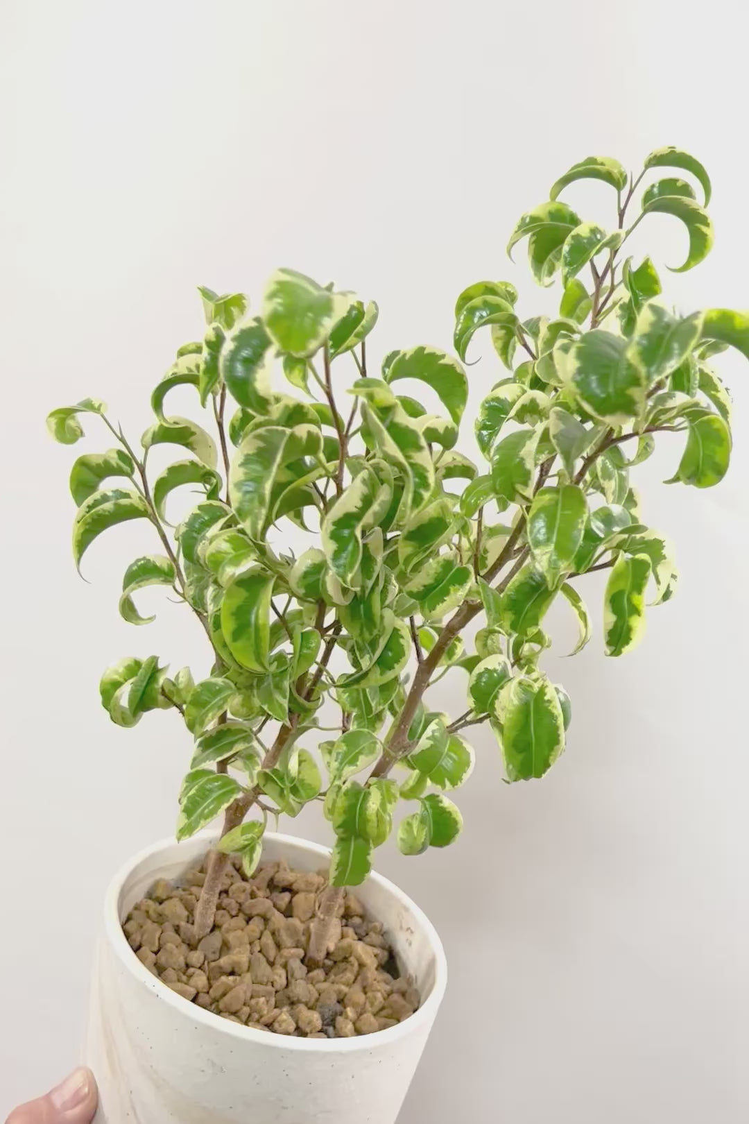 【ベンジャミン シタシオン】かわいいブラウンのラインがデザインされたPOT♪幹がしっかりとしていますが、かわいいミニサイズ！爽やかな葉っぱが素敵♪