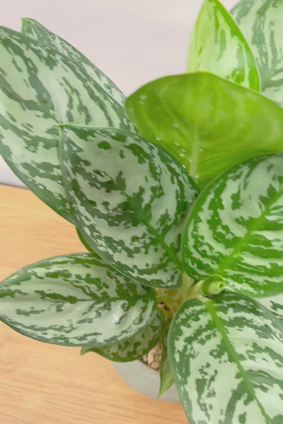 【アグラオネマ グリーン】これは驚愕の美しさ！品種名はわかりませんがとにかく美しいです！品質やボリュームは保証します！美しすぎます♪
