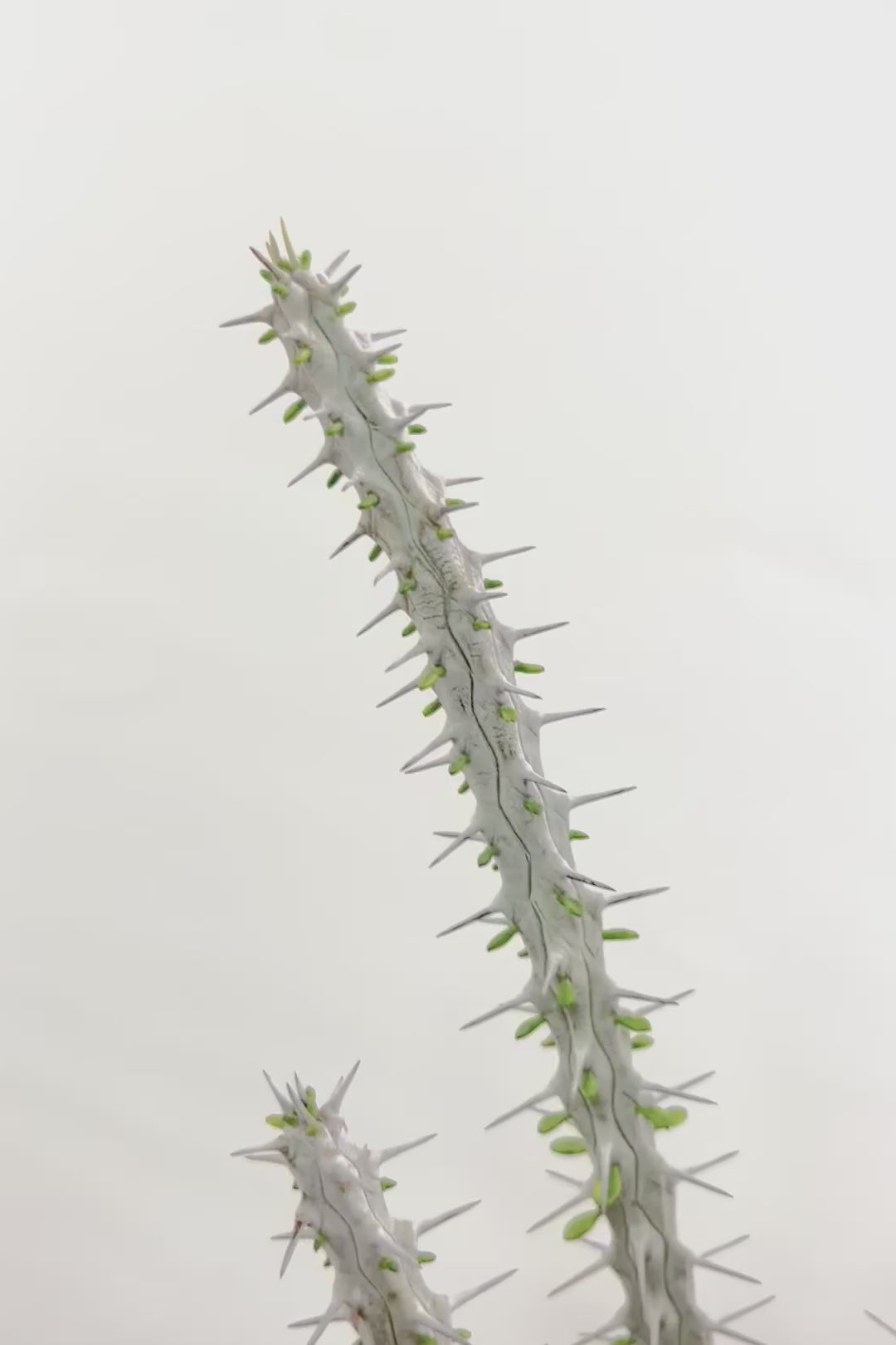 【アローディア】骨骨しいとてもワイルドで個性的な植物です!水やりが少なくて良い観葉植物です!