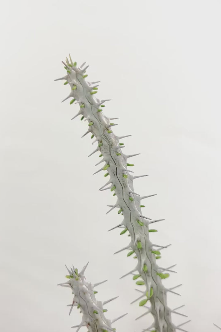 【アローディア】骨骨しいとてもワイルドで個性的な植物です!水やりが少なくて良い観葉植物です!
