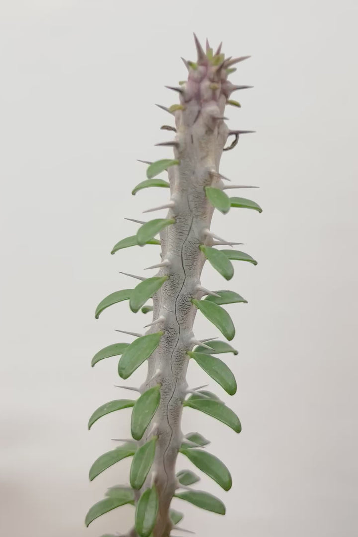 【アローディア】大き目サイズ！とてもワイルドで個性的な樹形です!水やりが少なくて良い観葉植物です！