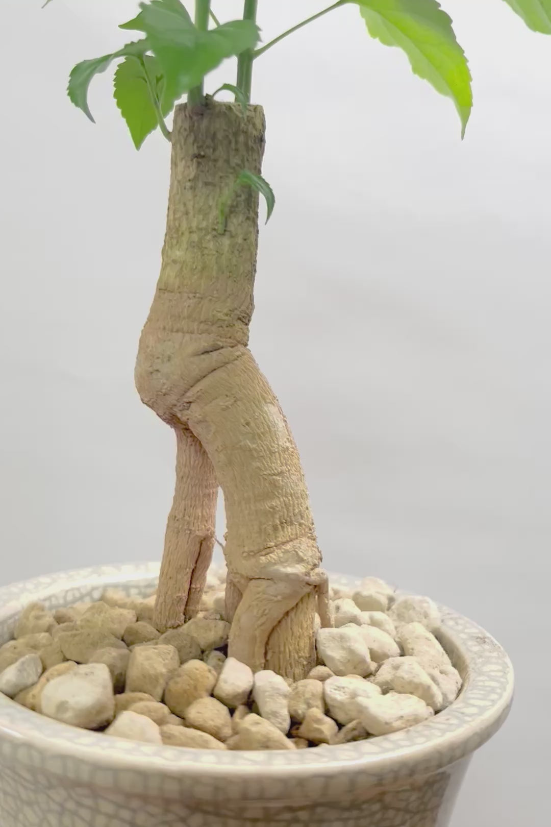 【ヘテロパナックス】人の足のような個性的な幹。シンプルな中にも個性があふれる幹なんです