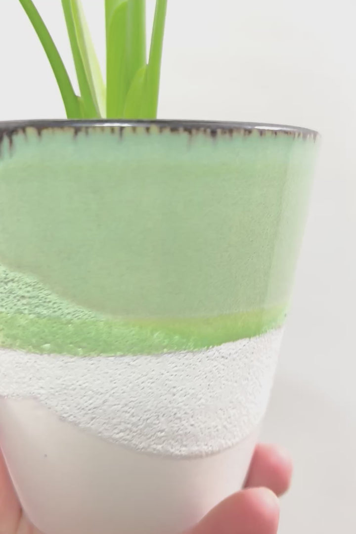 【モンステラ】爽やかなカラーのPOT！コレかわいすぎますよ。だってこんなまん丸の葉っぱなんて…。流れるようなテクスチャのPOTも良い感じ！