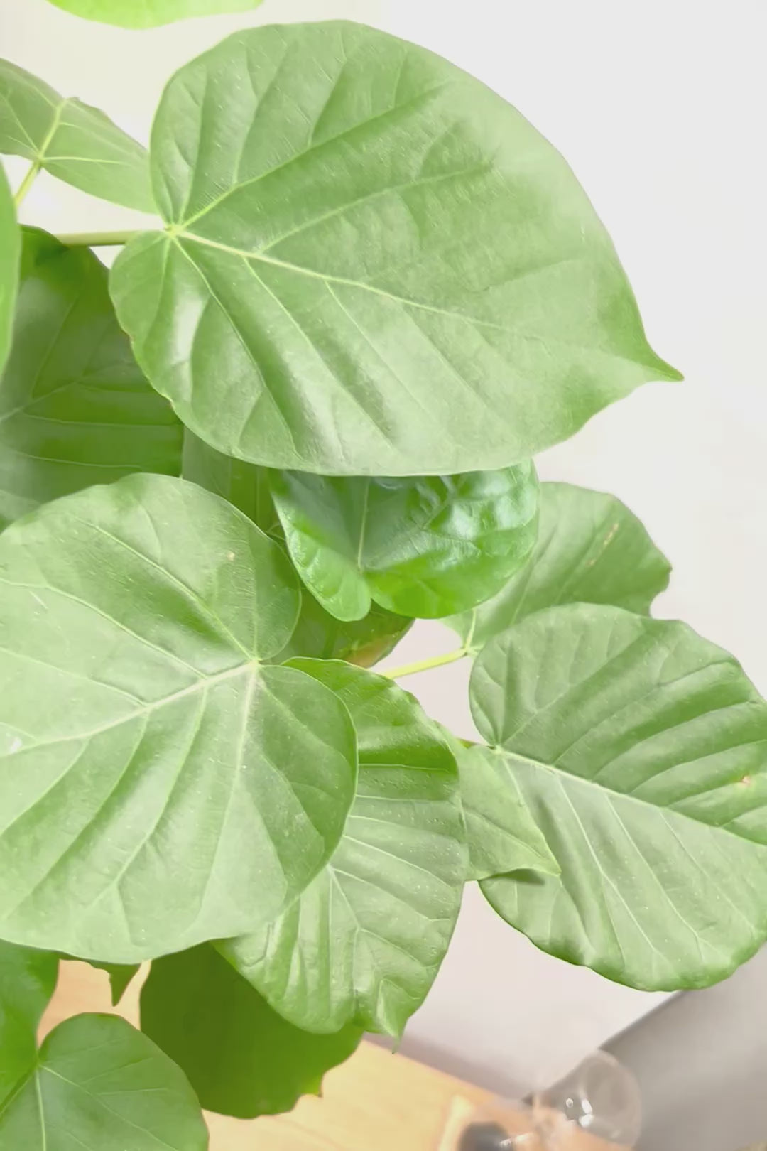 【ウンベラータ】曲り樹形の名手でもある生産者さんが手塩に掛けたバランスの良い素晴らしい樹形です！お手頃ないいサイズ感です！