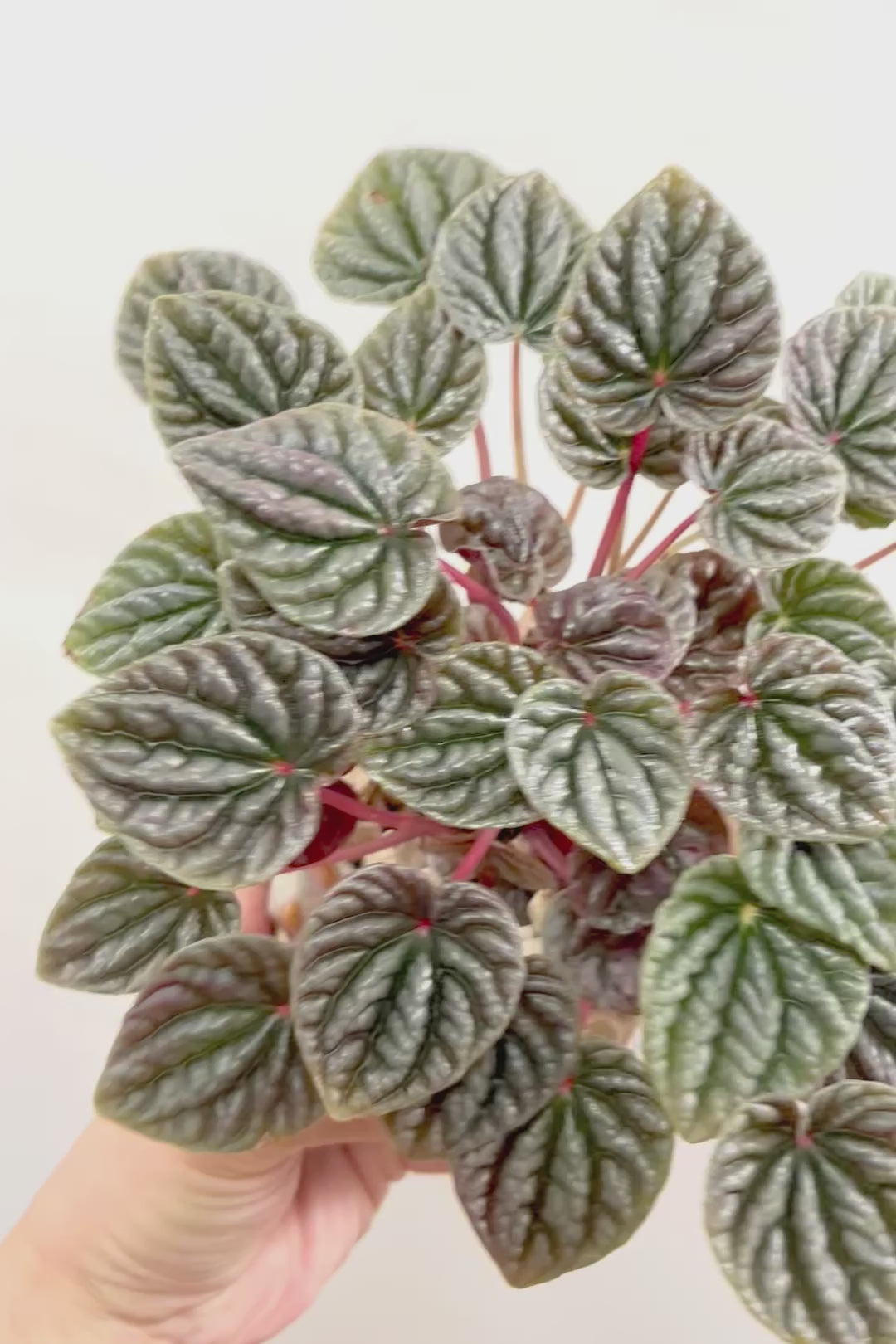 【ペペロミア カペラータ】少しシックな大人色。愛知県のペペロミア職人の冨永さんが手がけました！