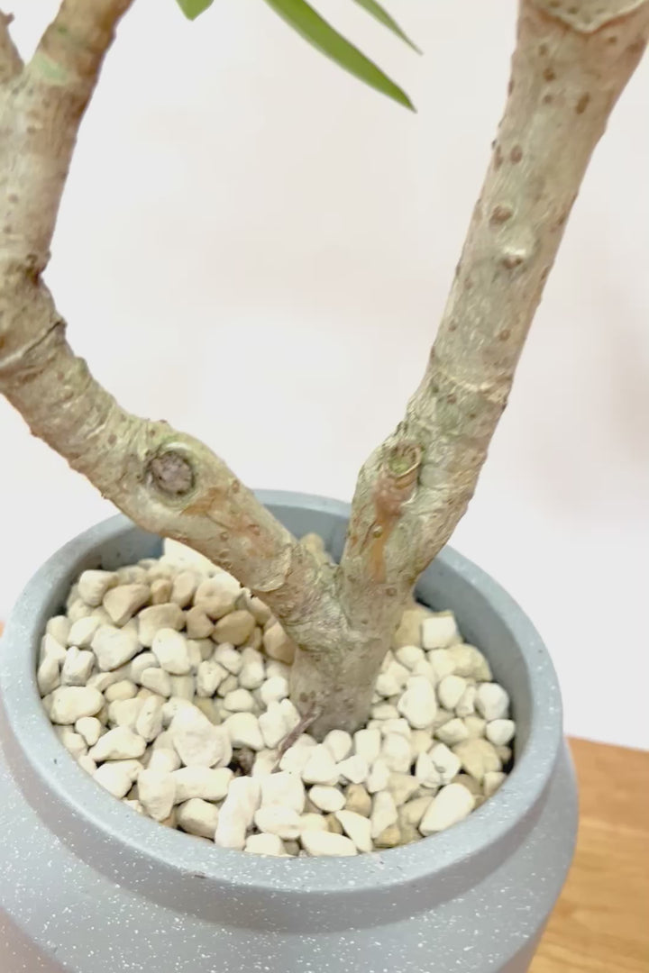 【シェフレラ コンパクタ】雰囲気がある素敵な樹形！ここまでしっかりと育てられたものは希少です！