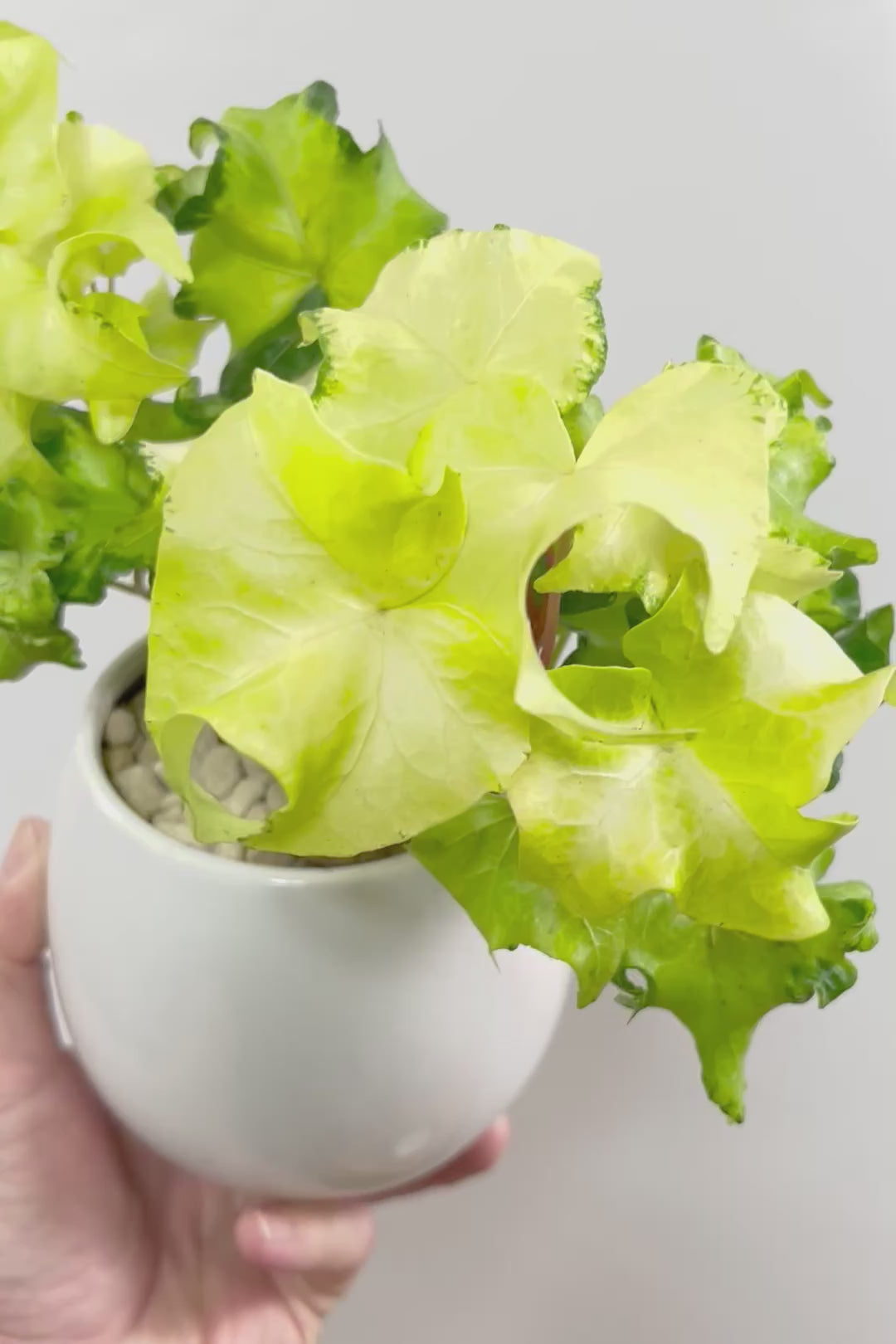 【アイビー ムーンライト】シンプルなホワイトのPOT！フリフリの可愛い葉♪暑さ寒さにとても強く丈夫な観葉植物です！