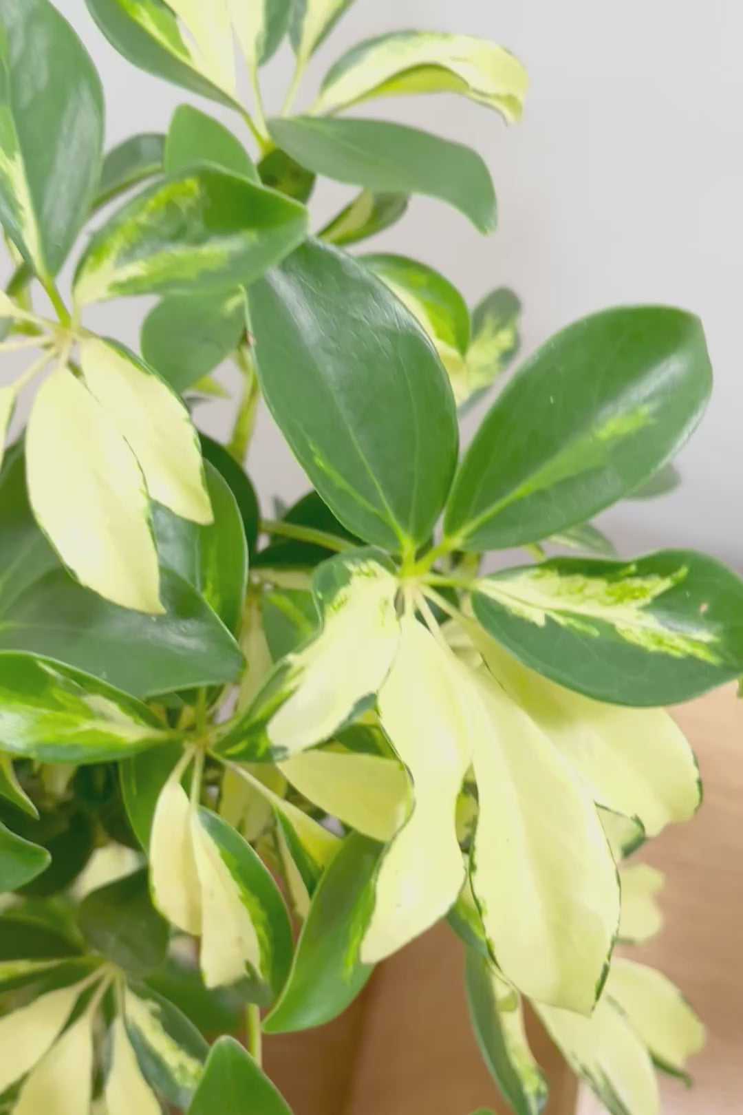 【シェフレラ グランディ】BIGサイズ！シェフレラの中でも華やかで明るい葉色！鹿児島のシェフレラ名人が手がけた美しい樹形です！