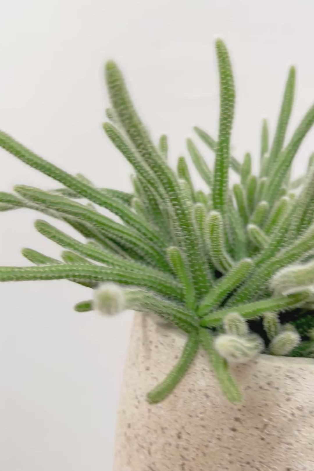 【リプサリス ホリダ】シルバーのギュッとかわいい葉っぱが詰まったフォルム！お花も咲いちゃう可愛いサボテンです！