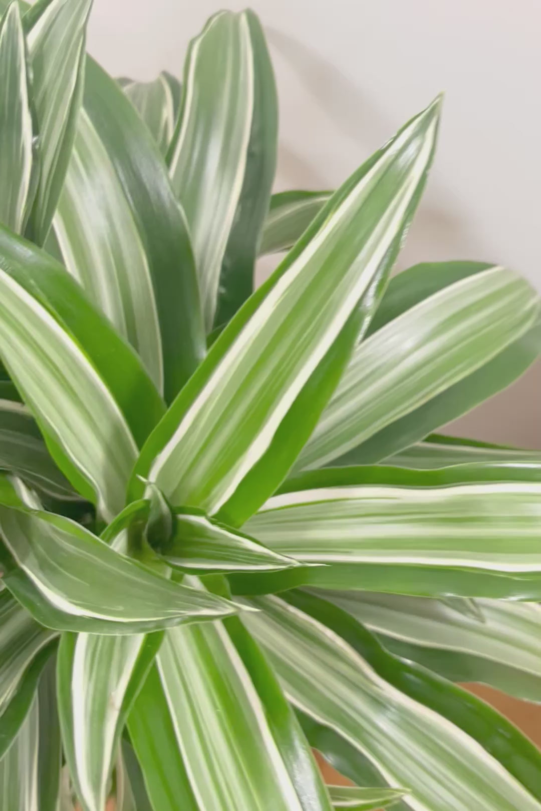 【ドラセナ ジェイドジュエル】爽やかなコントラストの葉！この品種は非常に育てやすいので贈り物にもピッタリです！