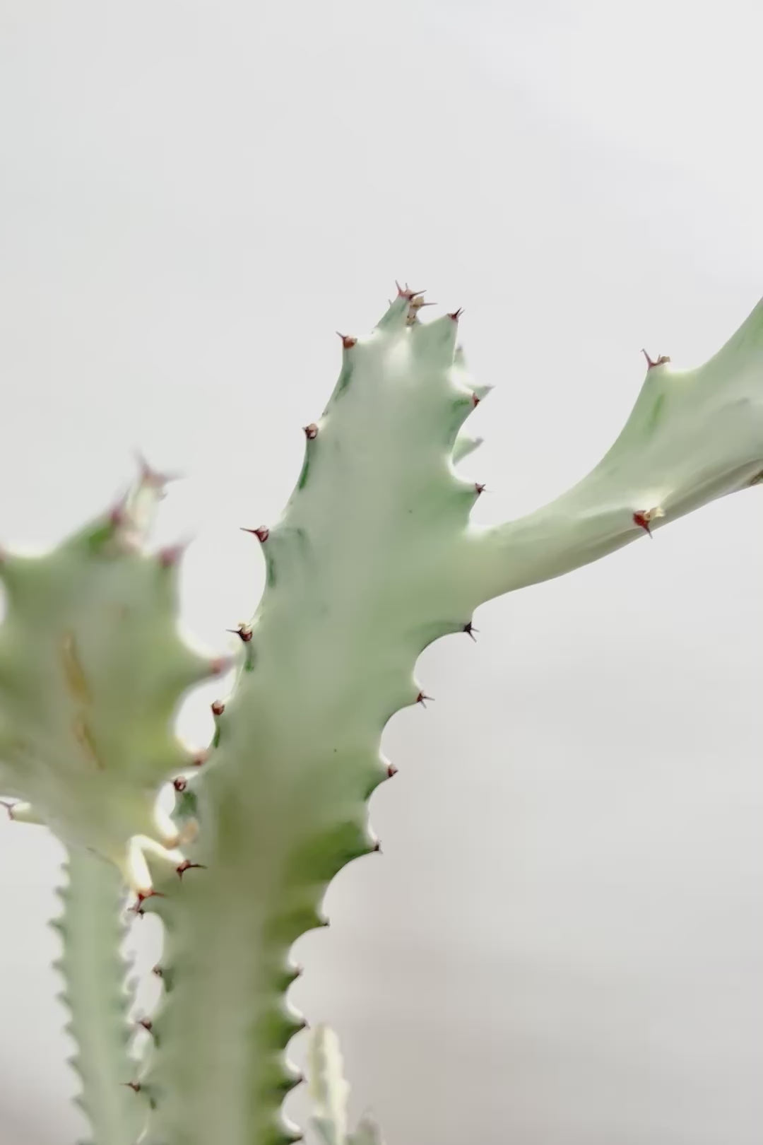 【ユーフォルビア ラクティア ホワイトゴースト】良い樹形！名前の通りホワイトの幹肌がとても美しい！意外と育てやすい！POTにもこだわりました！