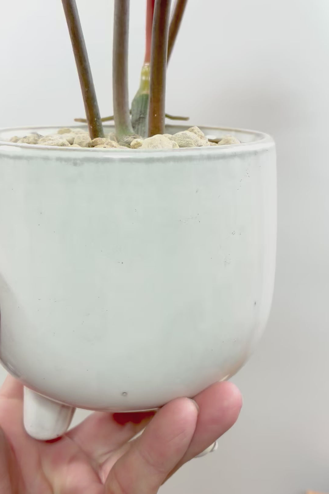 【フィロデンドロン マヨイタヒチ】高さ36cmのかわいいサイズ感！かわいいデザインの脚付きのPOT！かわいいギザギザの葉が特徴です！ボリュームもありますよ！