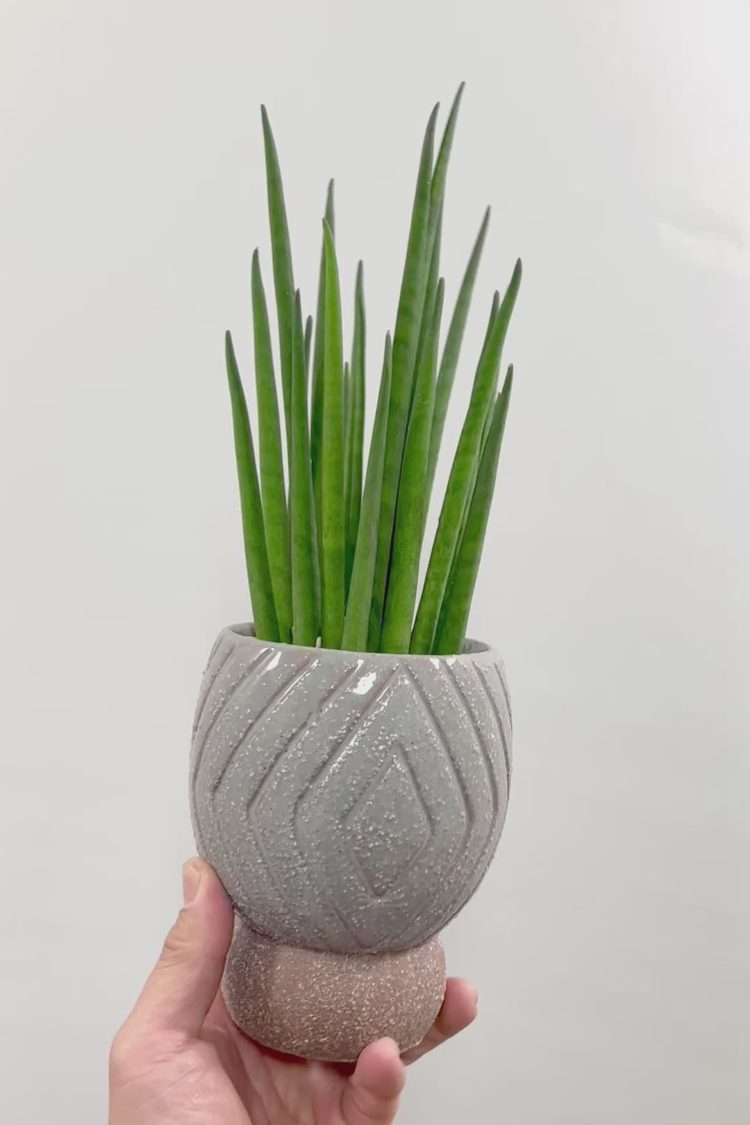 【サンスベリア バキュラリス】仲良しの生産者さんからいい形のものを分けてもらいました！シャープな葉が素敵です！