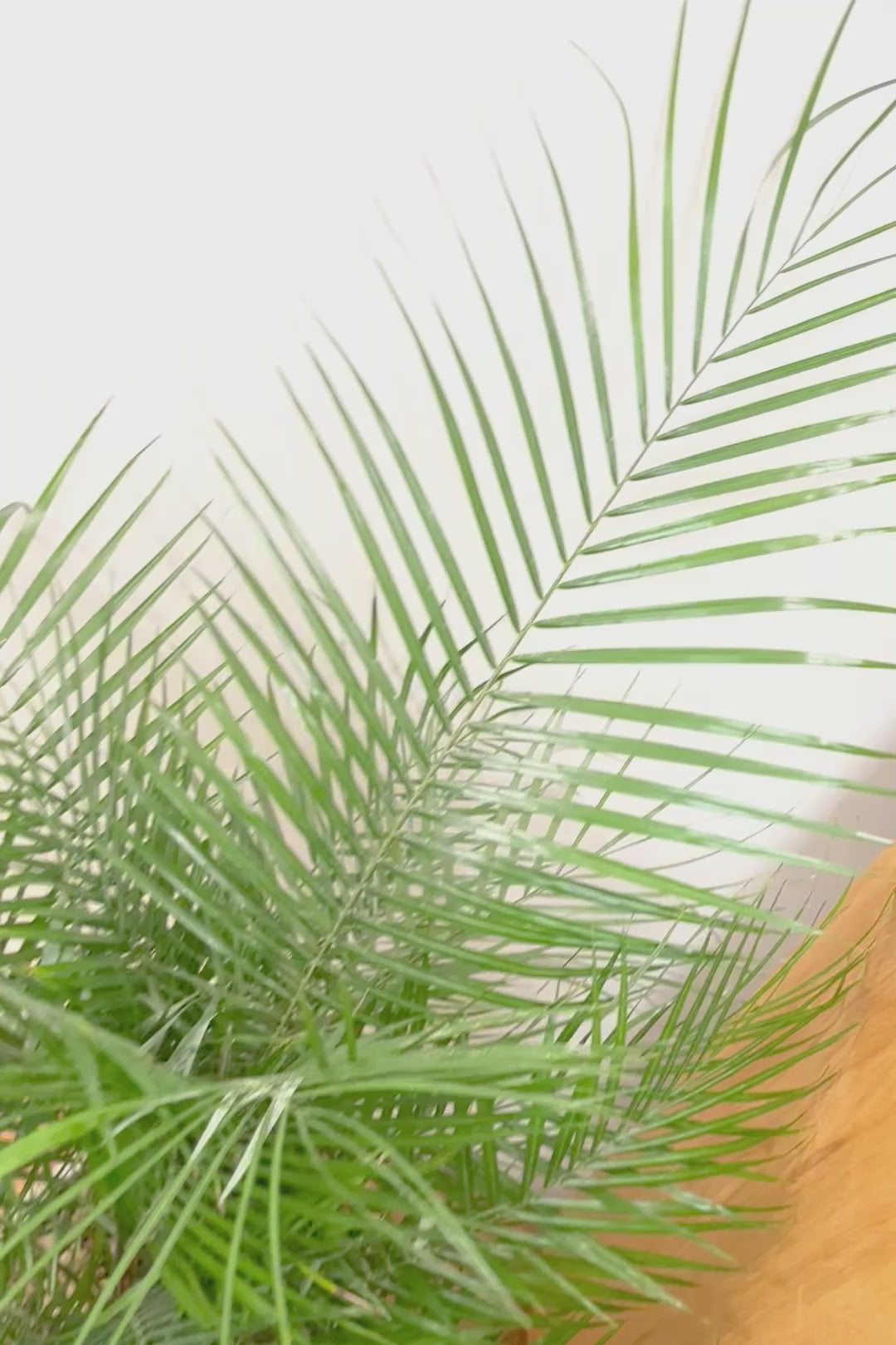 【ブラジルヒメヤシ】漢字で書くと姫椰子。葉が細くて女性らしいしなやかなヤシ。葉には光沢があり上品な印象です！