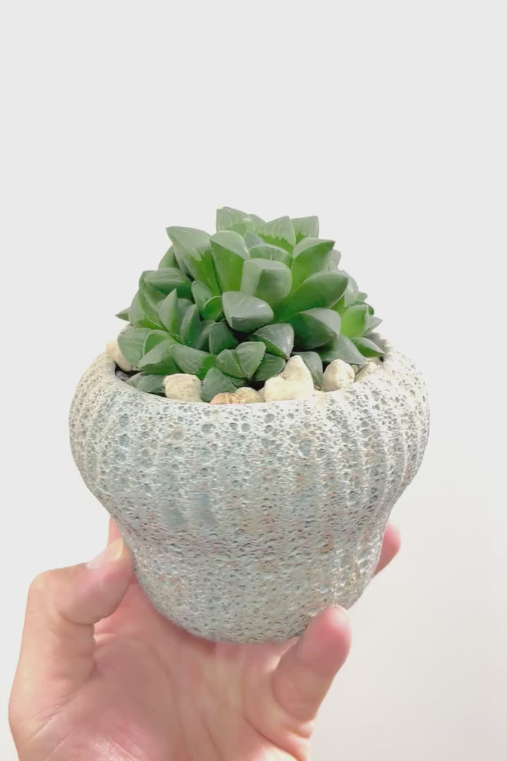 【ハオルチア 寿】意外と硬くてしっかりとした葉っぱ！APEGOでは初入荷の品種なんです！