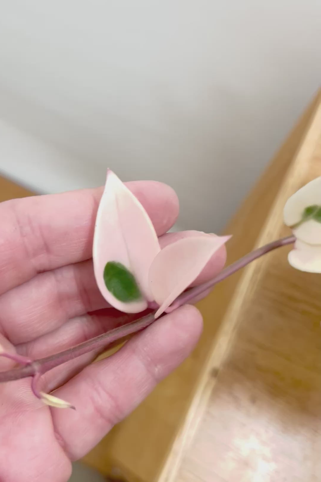 【ホヤ リップカラー】全高25cm！仕入れの時に見つけてきました！この葉色は唯一無二！長いツルが素敵な美しい個体です