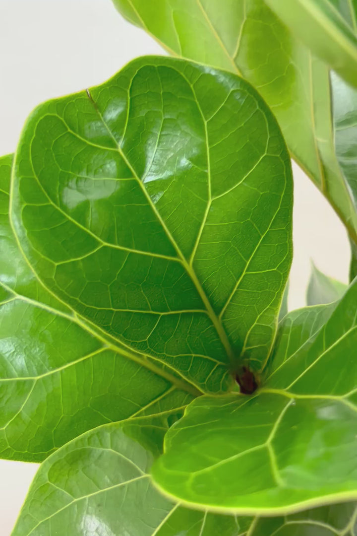 【カシワバゴム バンビーノ】ダークグリーンの個性的な葉っぱ！ゴムの木の中でも育てやすい人気種です！