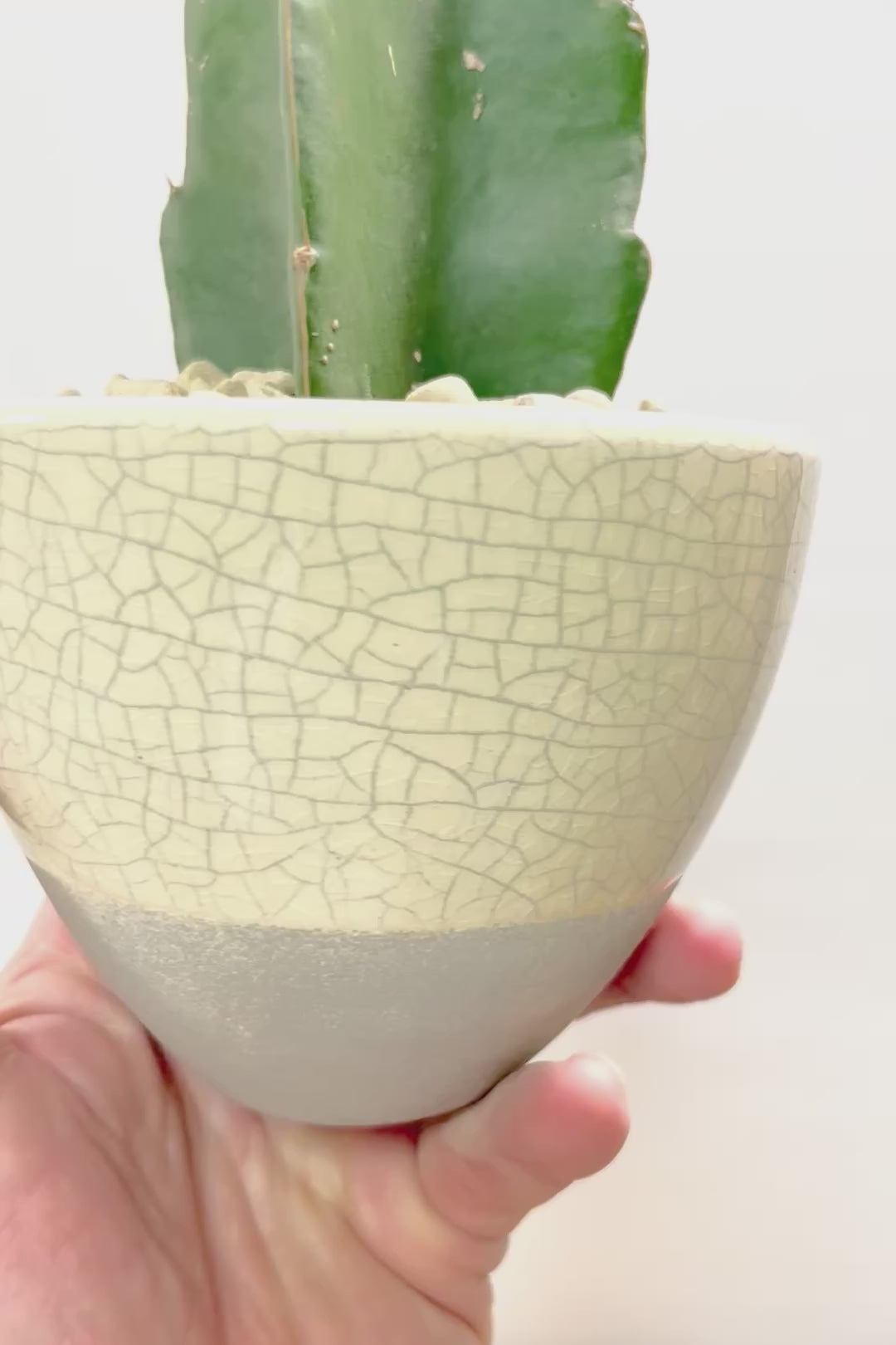 【ギムノカリキウム ヒボタン】全高24cmのかわいいサイズ感！目の覚めるような鮮やかなオレンジの葉色が素敵♪しかも今回はたくさんの子株がくっついています！