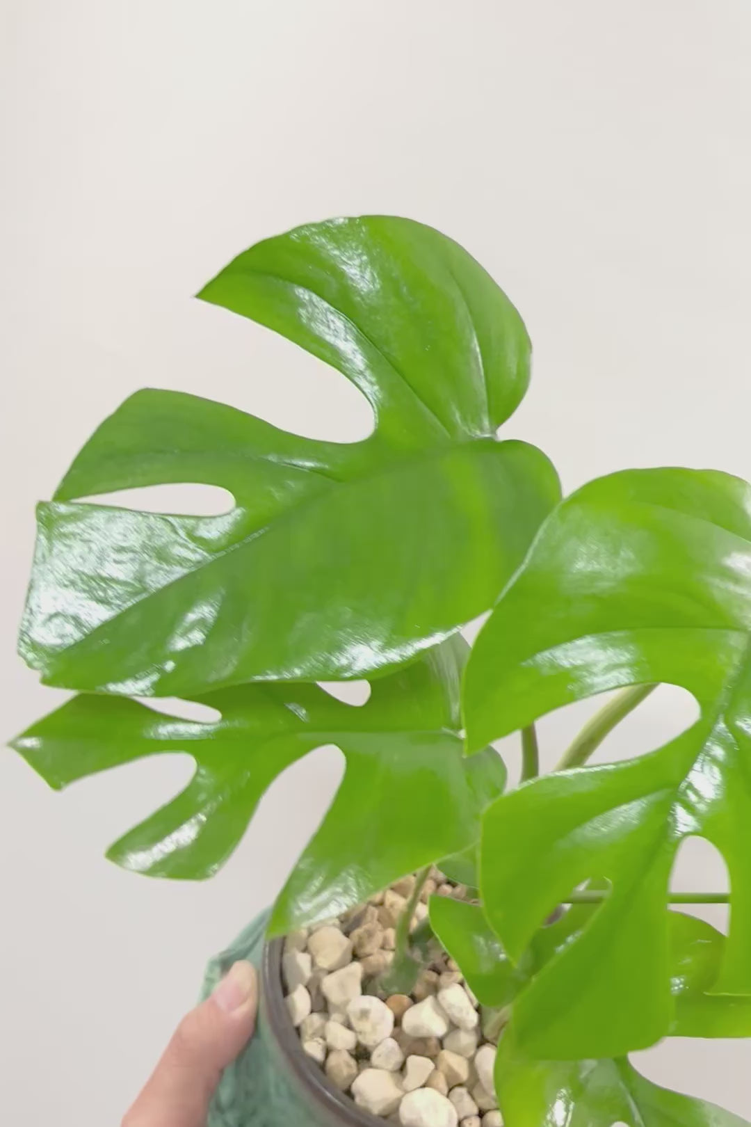 【モンステラ ミニマ】爽やかなグリーンのPOT！癒しのナチュラル樹形！シンプルな中に奥深しさがありますよ！