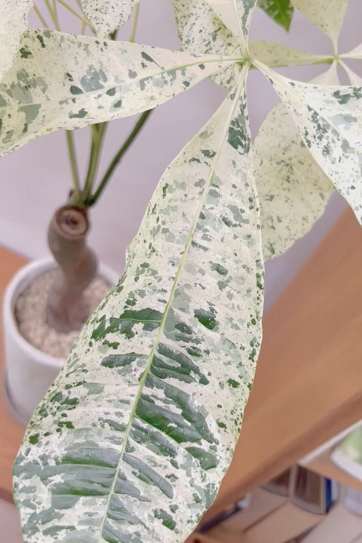 【パキラ ミルキーウェイ】今回はBIGサイズ！ここまで白斑が多めの個体はもう二度と入荷しないかもしれません。とにかく素晴らしい！