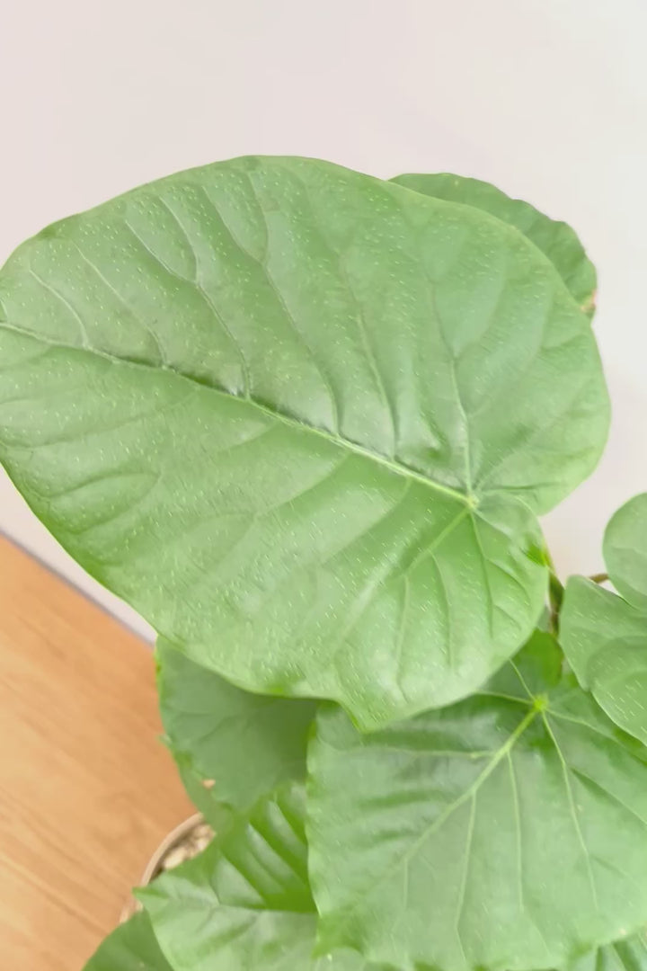 【ウンベラータ】人気のデザインPOT！曲り樹形の名手でもある生産者さんが手塩に掛けたバランスの良い素晴らしい樹形です！幹のクネクネがGOOD！