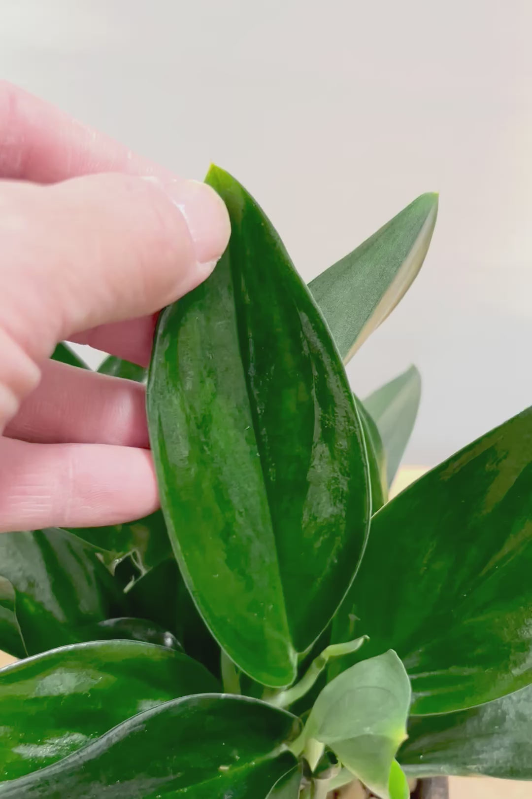 【スキンダプサス トレビーブラック】これはカッコいい！ホントに素敵な葉色なんです！ぜひともご検討ください！