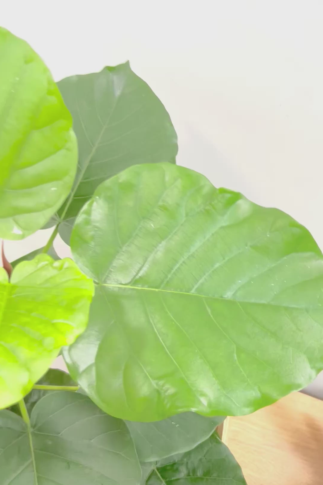 【ウンベラータ】スタイリッシュなロングPOT！ボリュームもありますので、見応えがありますよね！