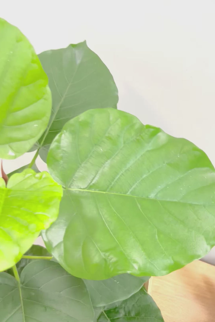 【ウンベラータ】スタイリッシュなロングPOT！ボリュームもありますので、見応えがありますよね！
