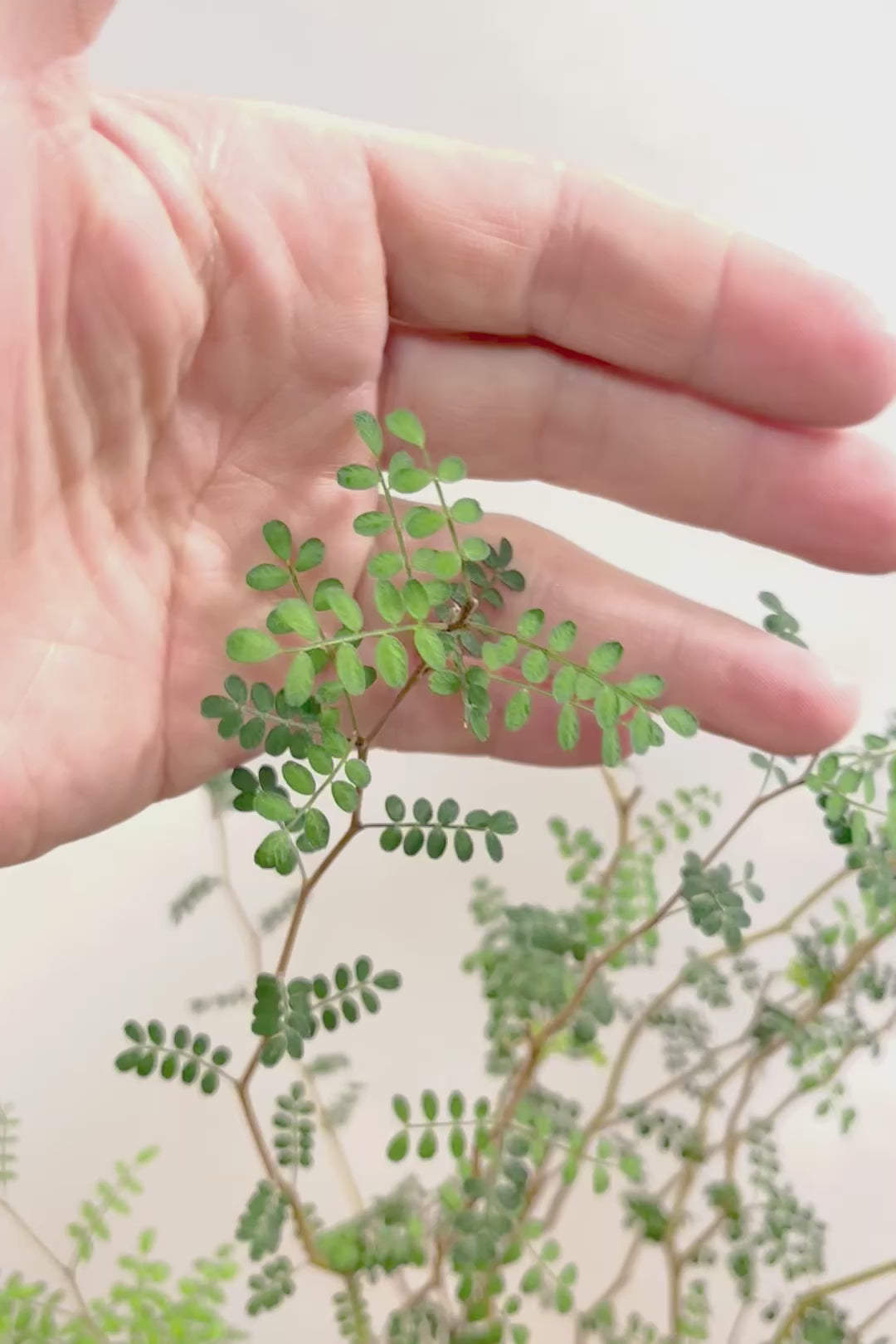 【ソフォラ リトルベイビー】ミニミニのかわいい葉っぱがかわいい!育てやすい観葉植物! 寒さに強いです！