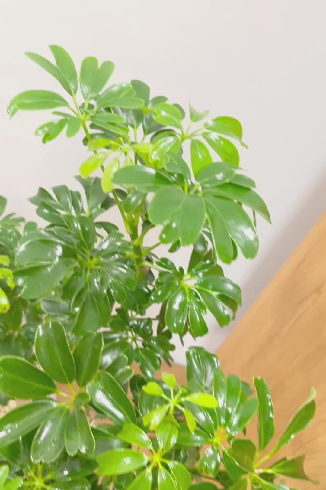 【シェフレラ レナータ】温暖な鹿児島県指宿市で育てられたとても美しいカーブの樹形です！これは良い樹形だと思います！