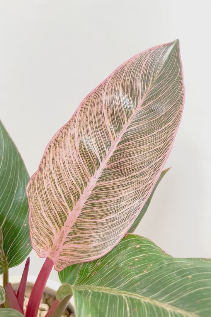 【フィロデンドロン ピンクバーキン】今回の素晴らしいピンクです！バランスが良い感じですのでぜひご検討ください！