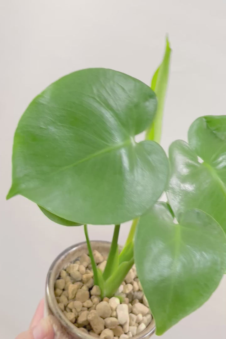 【モンステラ】落ち着いたカラーのPOT！コレかわいすぎますよ。だってこんなまん丸の葉っぱなんて…。流れるようなテクスチャのPOTも良い感じ！