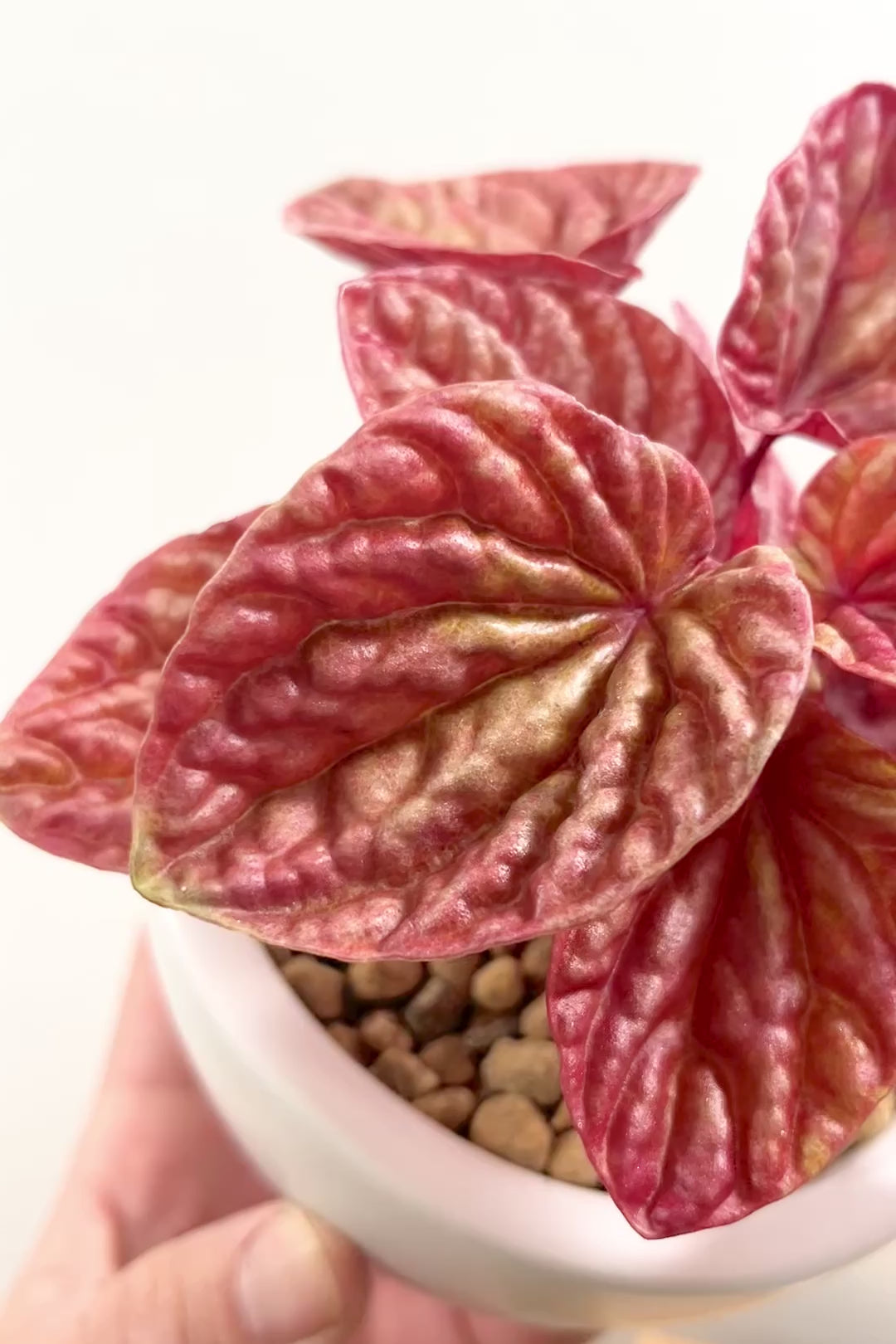 【ペペロミア  キト】史上最高の葉色！愛知県のペペロミア生産の名人の冨永さんが作り上げた極上のキトです! ぜひ！