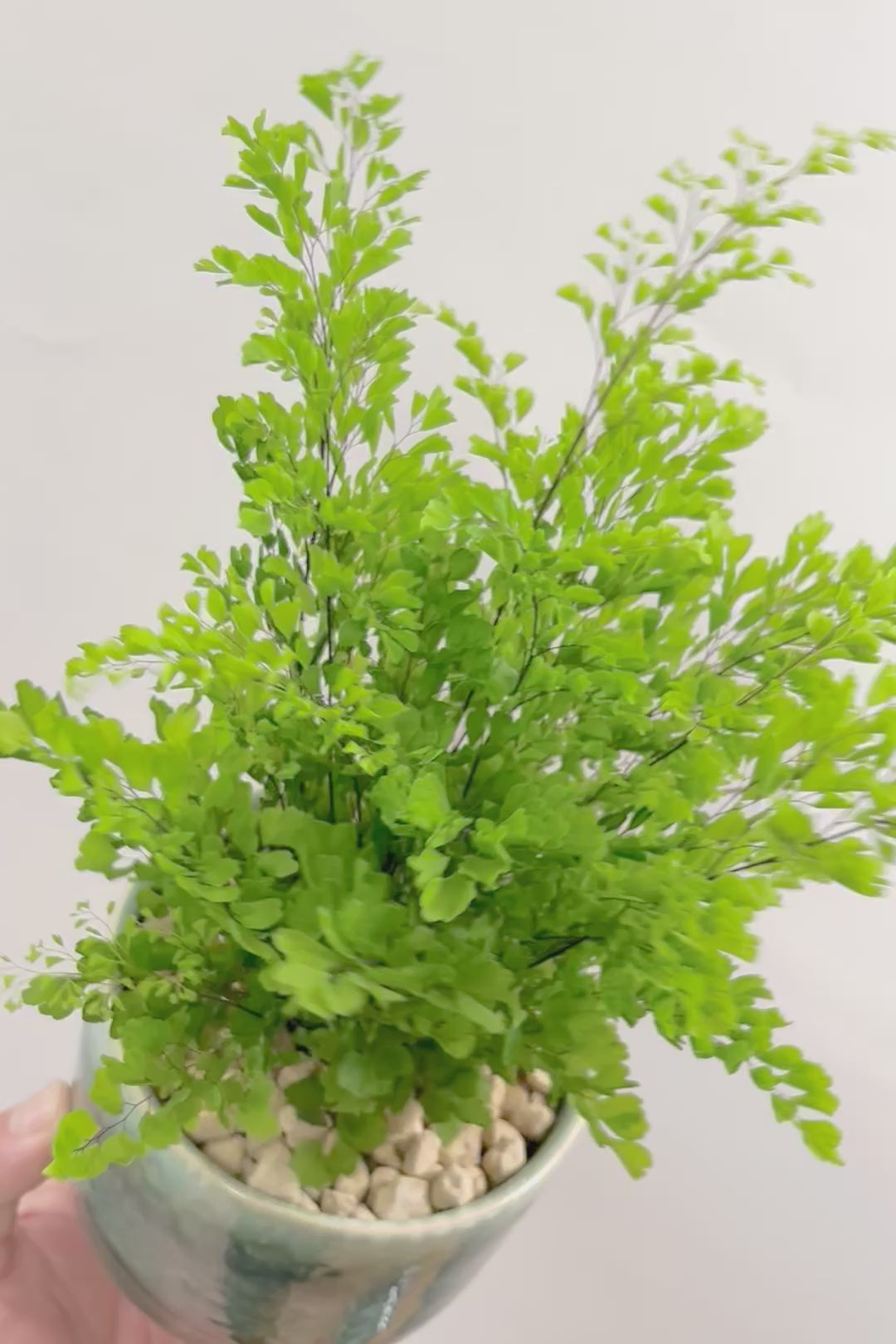 【アジアンタム リサ】かわいいミニサイズのふわふわした雰囲気がとってもかわいい観葉植物！ナチュラルな葉がかわいい♪