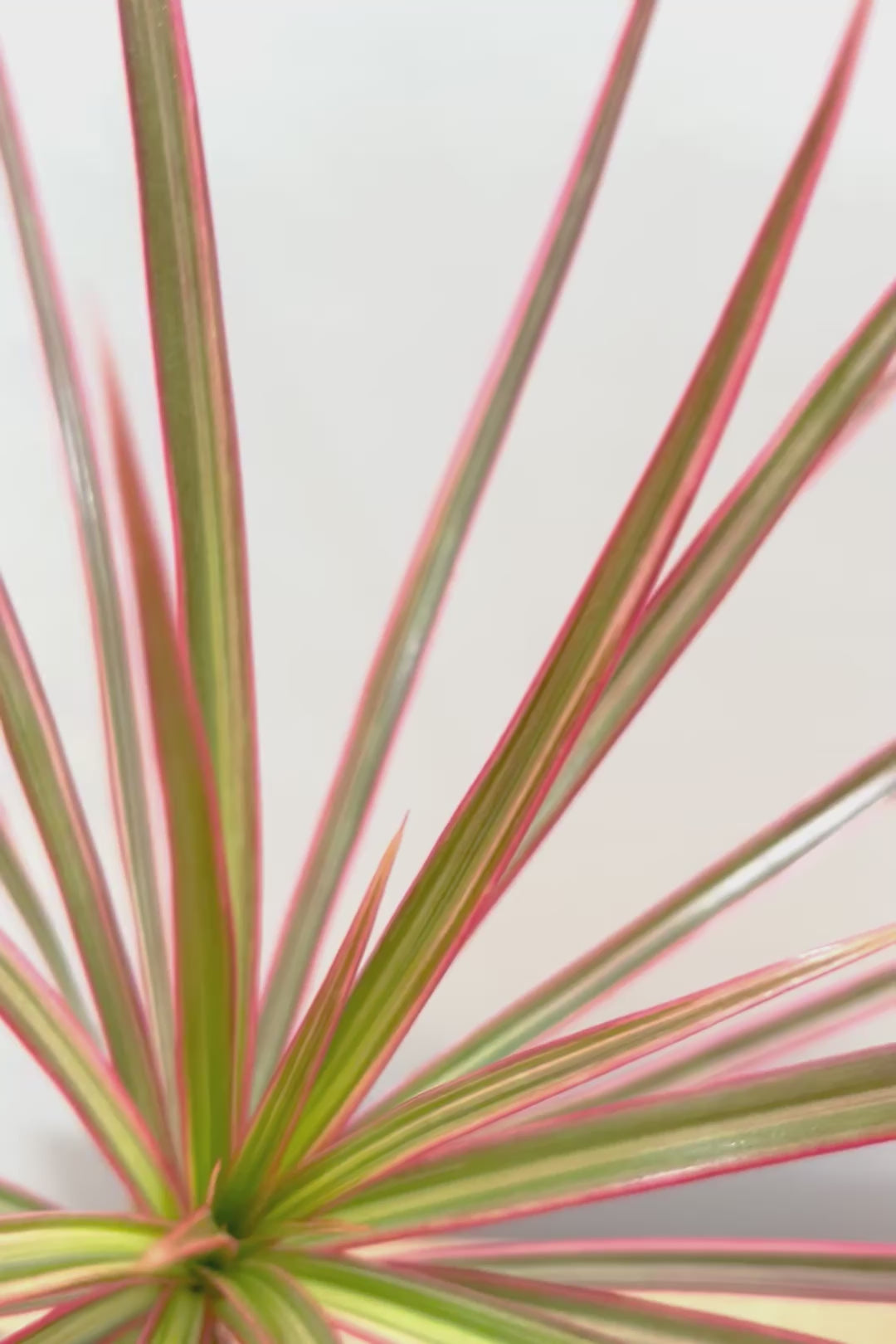 【コンシンネ レインボー】これがラストの在庫です！次回の入荷は未定！かわいいサイズの真っ赤な葉色がとても美しい人気種です！