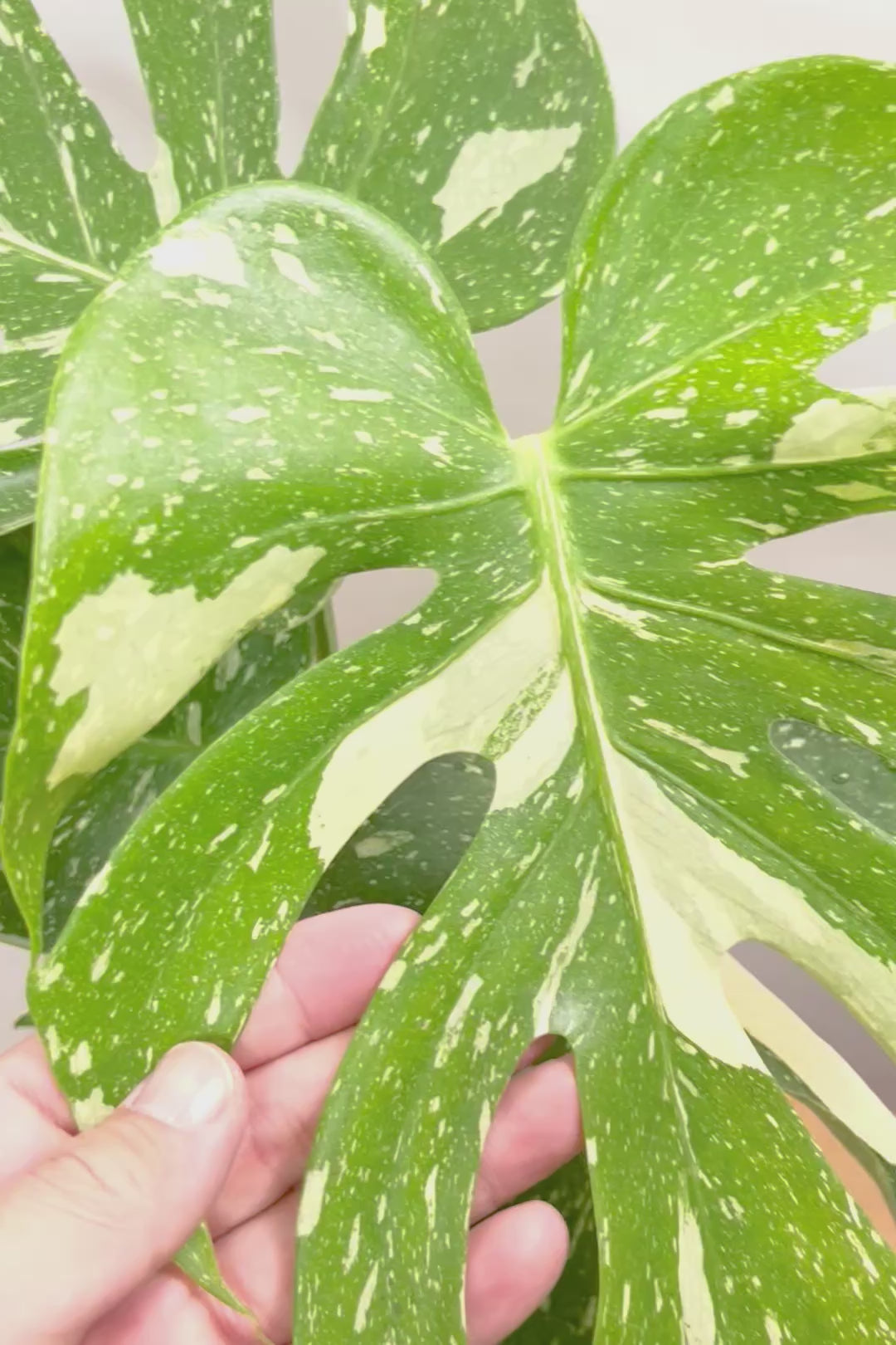 【モンステラ タイコンステレーション】全高57cm！今回は人気の木製POTに植え込みました！葉の向きが揃っていてバランスが良いのでカッコイイ！