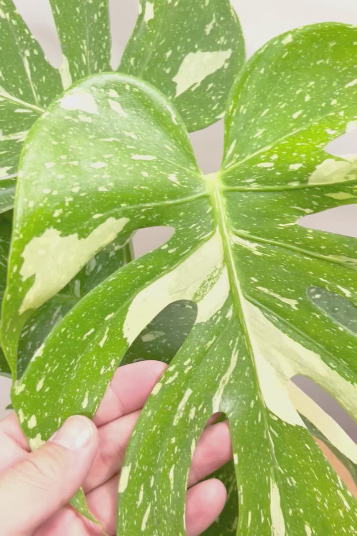 【モンステラ タイコンステレーション】全高57cm！今回は人気の木製POTに植え込みました！葉の向きが揃っていてバランスが良いのでカッコイイ！