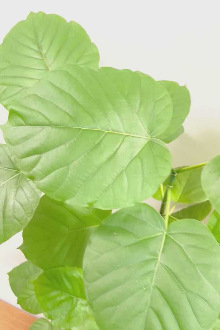 【ウンベラータ】これはホント良い樹形！葉の大きさもちょうどいいと思います！存在感があるのでインテリアにはピッタリ！