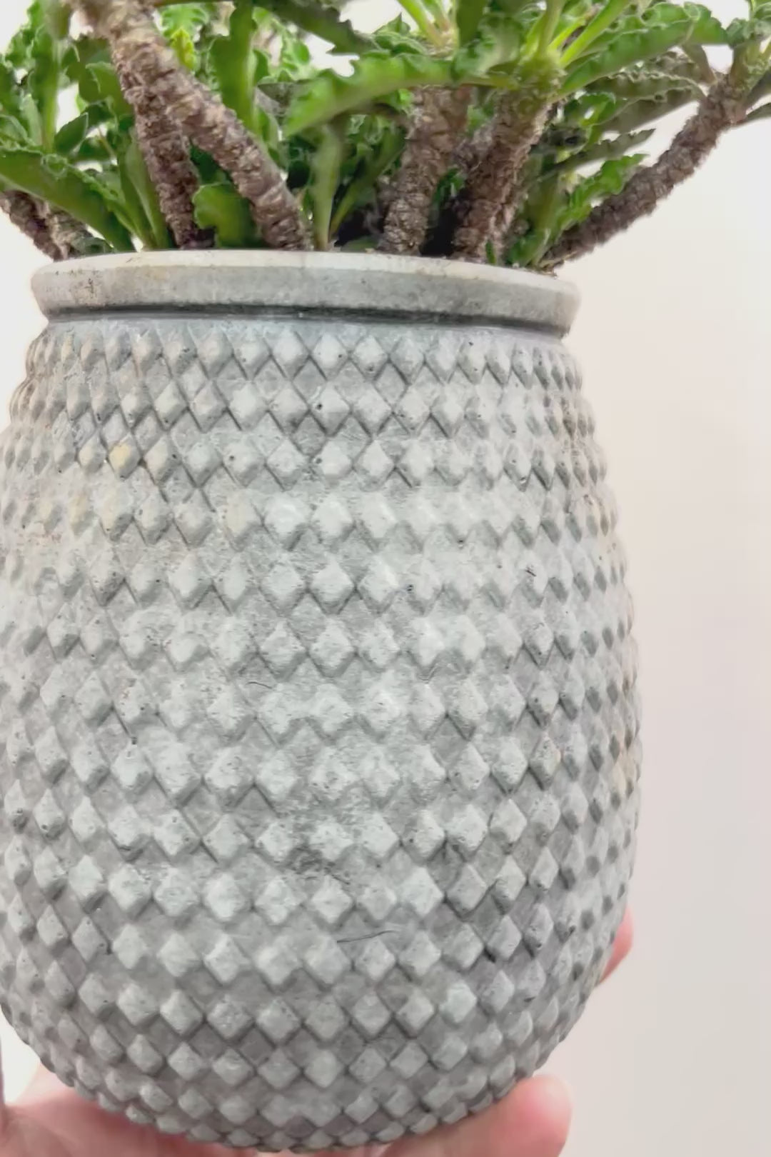 【ユーフォルビア  デカリー】APEGO初入荷の多肉植物！今は緑色の葉ですが、これからの季節は黒っぽい紫の葉色に変化していきます！