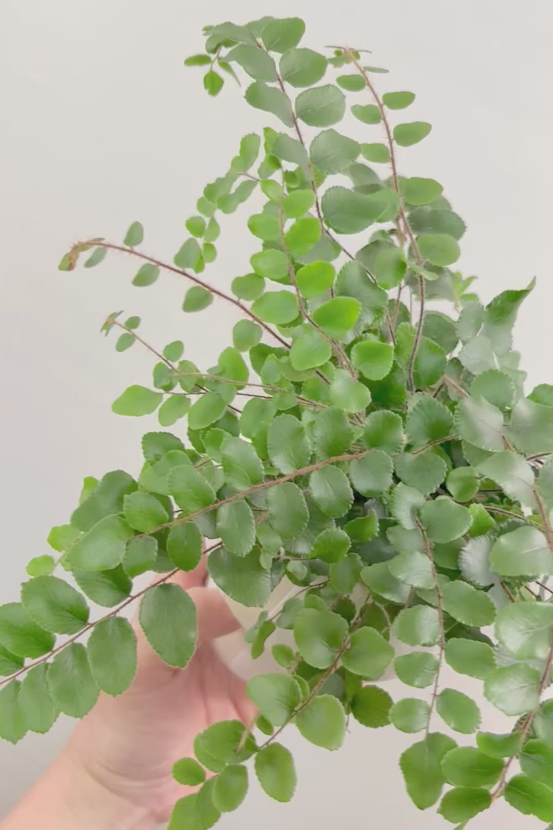 【ペラエラ ロツンデフォーリア】ふわふわした雰囲気がとってもかわいい観葉植物! POTとの相性も抜群！